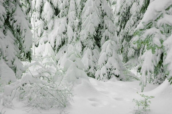 Ёлку в снегу зимой похожи на маленькие домики
