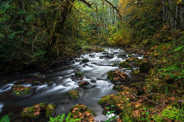 Pierres recouvertes de mousse dans un ruisseau forestier