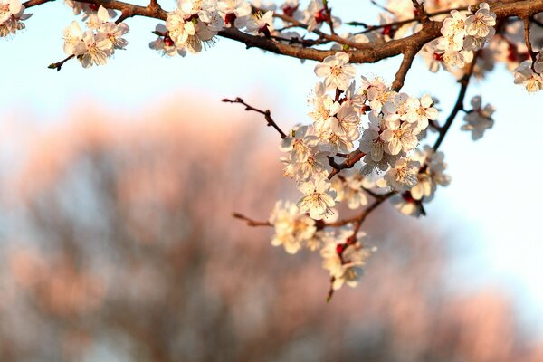 Branche de fleur de cerisier