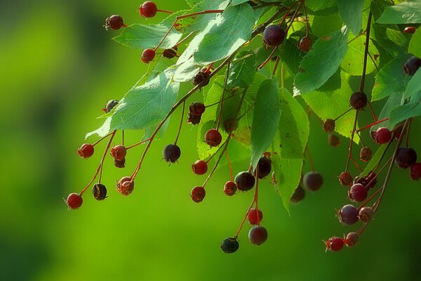 Fruits of berries on a branch