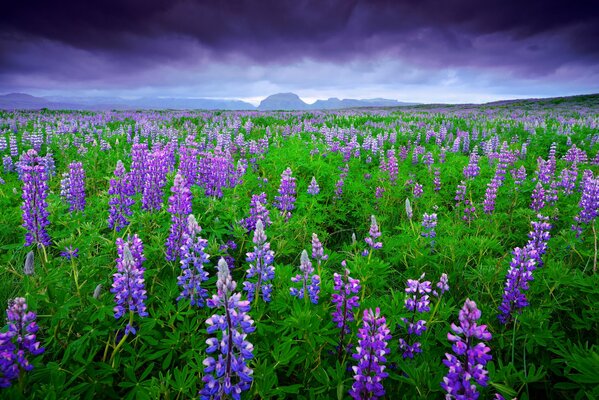 Campo de lupinos en tiempo nublado