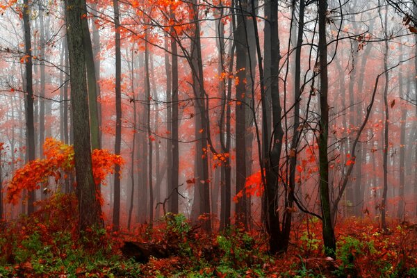 Autunno. Foresta. copre la nebbia