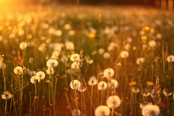 Campo di denti di leone nei raggi del sole