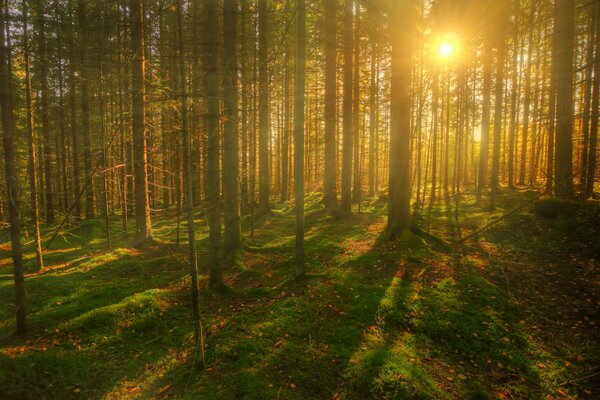 The rays of the sun shine through the forest of trees