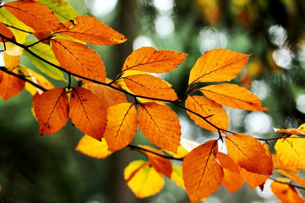 Foglie arancioni autunnali sull albero