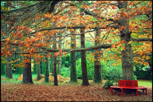 Parque de árboles de otoño con una tienda roja alrededor de un árbol