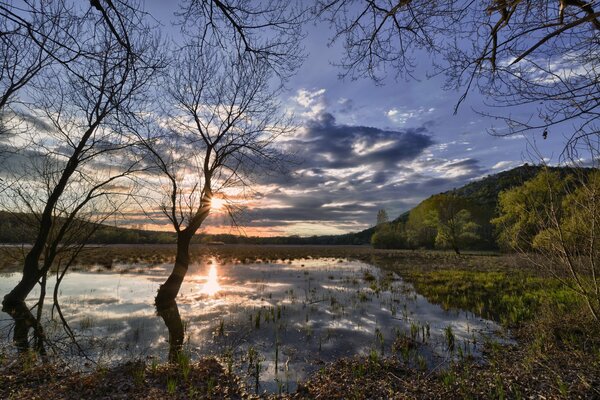 High water in the spring in the forest. Sun and trees