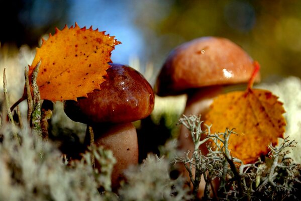 White mushroom in the autumn forest