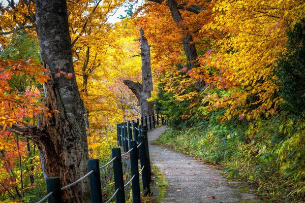 Autumn landscape by the road