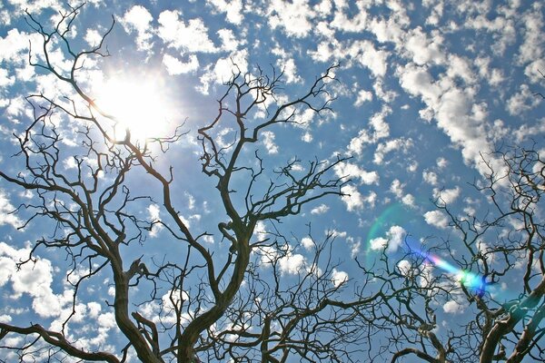 Trees without leaves bottom view