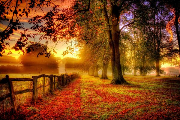 Colorido otoño por la mañana en el parque