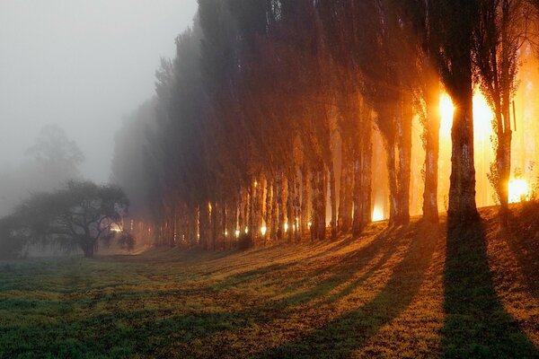 The forest in the morning fog and rays of light