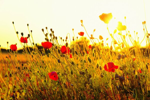 Belle combinaison de coquelicots rouges et coucher de soleil