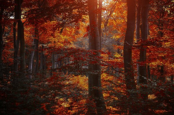 Red leaves of trees in the forest