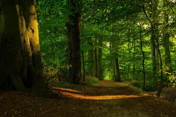 Wald an einem sonnigen Sommertag