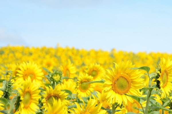 Hintergrund aus gelben Sonnenblumen und blauem Himmel