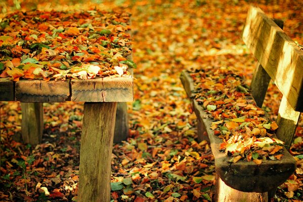 A bench and a table strewn with colorful autumn leaves