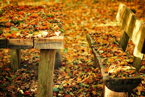 Усыпанная разноцветными осенними листьями лавочка и стол