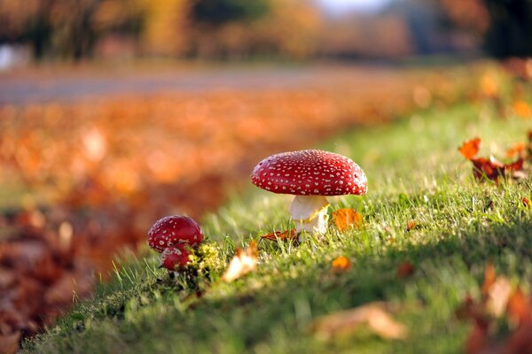 Осенние грибы на природе
