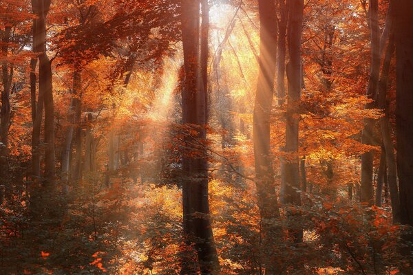 Sole nella foresta d autunno