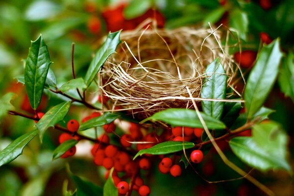 Nido en una rama de viburnum