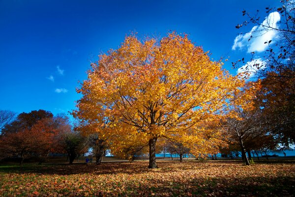 Chicago Waterfront Park in autumn