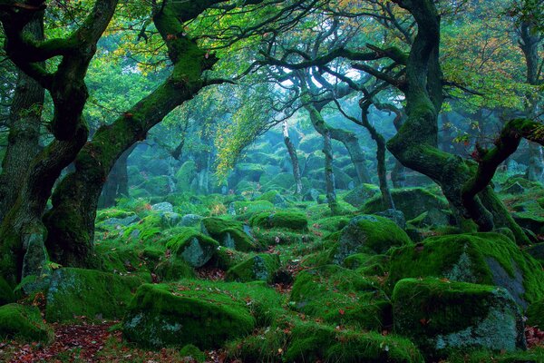 A magical forest in nature