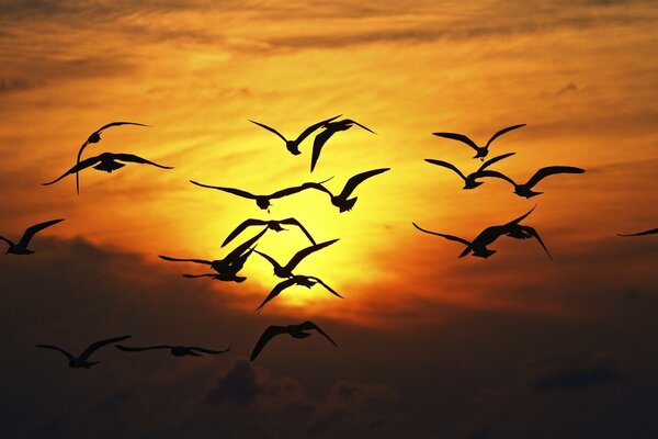 Oiseaux volants dans le ciel orange. Coucher du soleil