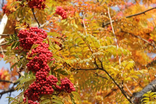 Rot- gelbe Landschaft mit dem Bild des Herbstes