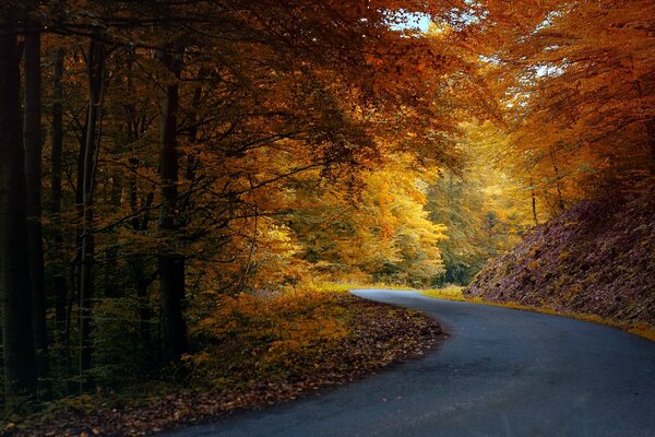 Otoño. Camino a través del bosque