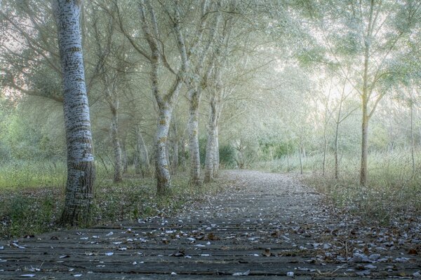 The first frost on the paths of an overgrown park