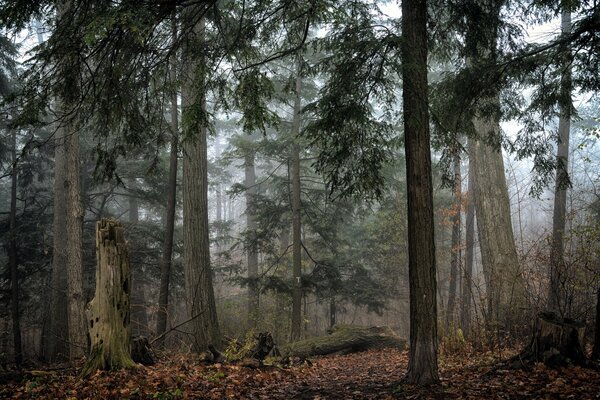 Fog enveloped the autumn forest