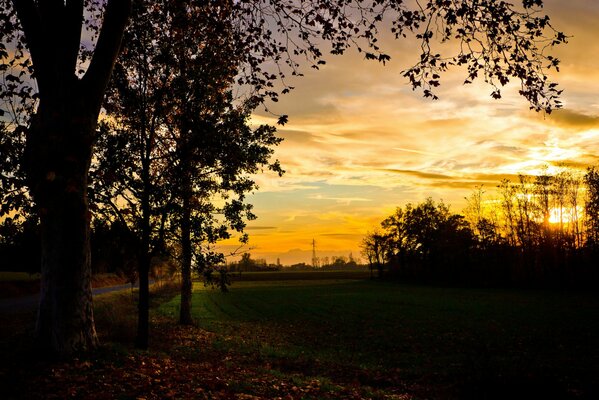 Foto de la tarde del campo. Árboles y puesta de sol