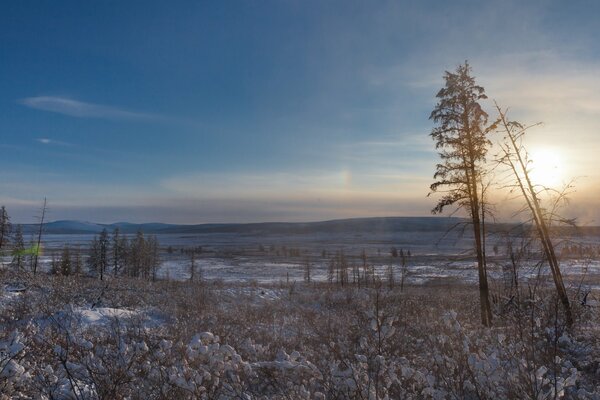 Winter rare forest in winter at sunrise