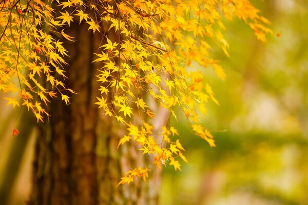 Hermosas hojas de otoño en el fondo del árbol