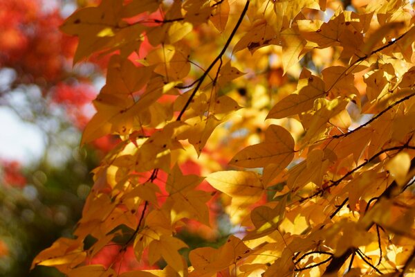 Hojas de árboles amarillentas en otoño