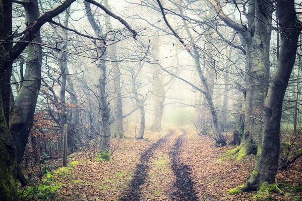 Eine ausgetretene Straße im Wald durch Nebel und nackte Bäume