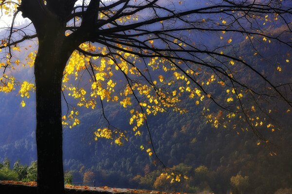 Herbstbaum steht einsam in den Bergen