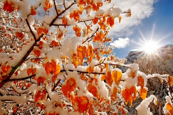 Foglie di caramello su un pendio di montagna