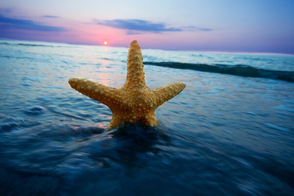 Estrella de mar en el mar