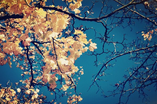 Gelbe Blätter auf der Baumkrone auf Himmelshintergrund