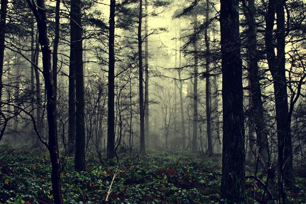 Dark trees in the morning mist