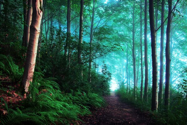 English forest in a green fog