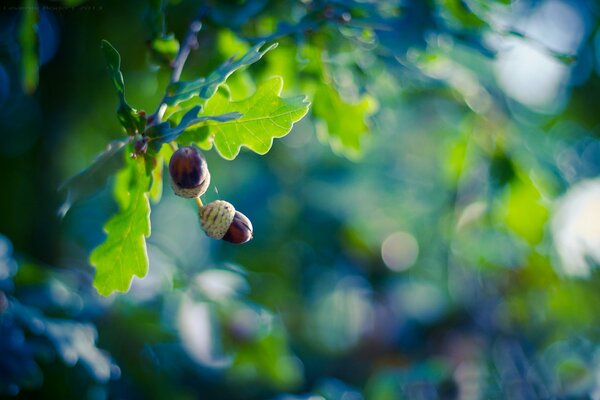 Bellotas jóvenes en una rama de roble