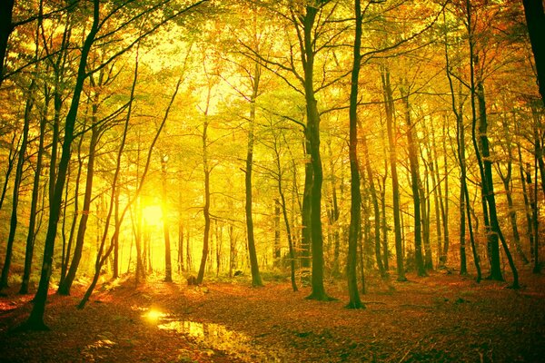 Die Sonne weht durch den Herbstwald