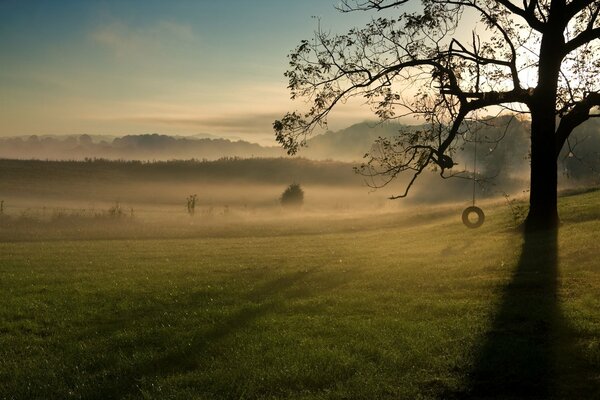 Swing on a tree branch in a field