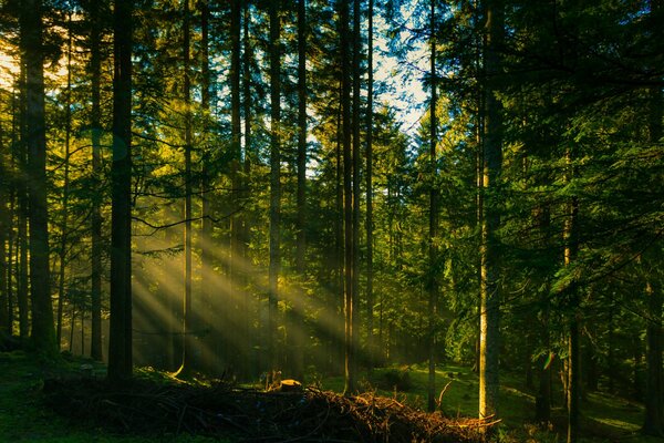 Les rayons du soleil dans la forêt