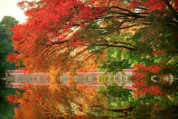 Reflexion des Goldes der Herbstblätter