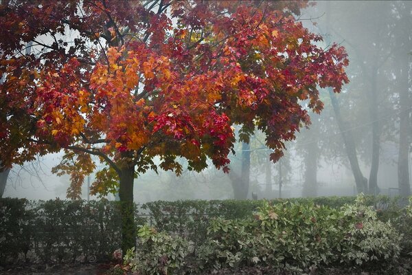 Nebliger Morgen im alten Park