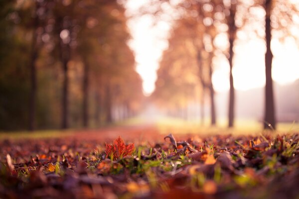 Hojas secas de otoño en un parque brumoso